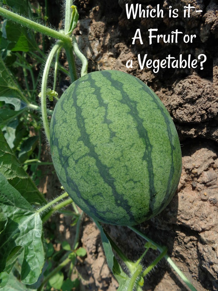 Is watermelon a fruit or a vegetable meme