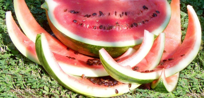Watermelon rinds and seeds in the sunlight