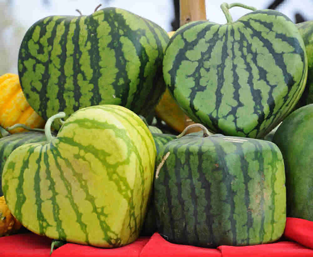 Square watermelons and heart shaped watermelons on a red tablecloth.