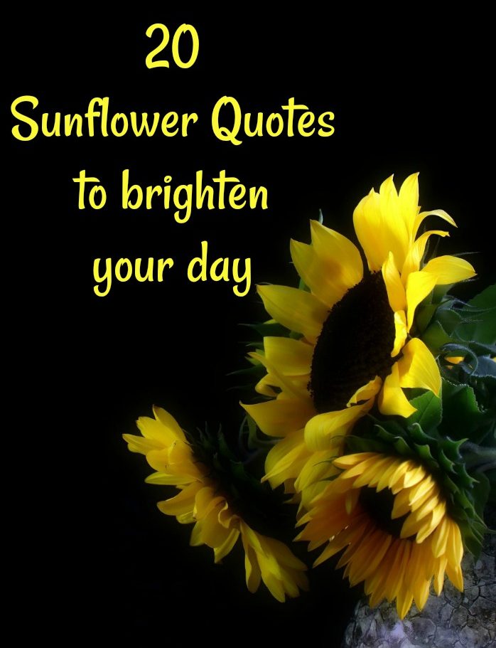 Sunflowers on a black background with words reading 20 Sunflower Quotes to Brighten Your Day.