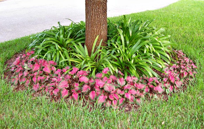 Caladiums around a garden bed