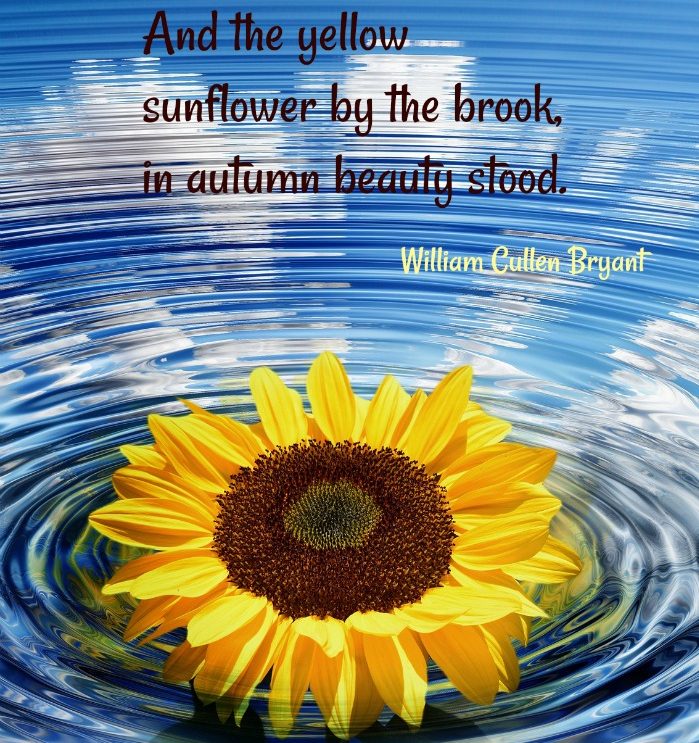 Autumn sunflower quote by William Cullen Bryant.