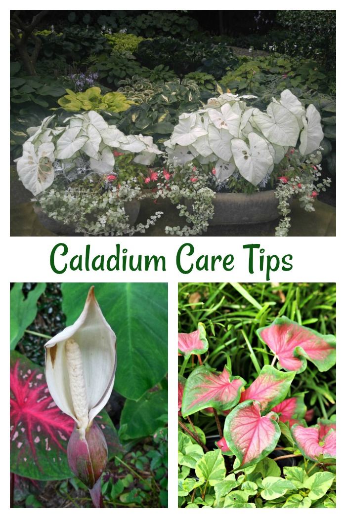 caladiums in pots, flower and red and green foliage Get tips for the care of caladium plants