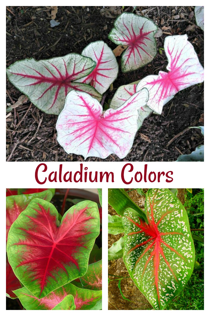exotic caladium foliage in white, red and green colors Colors of caladium foliage