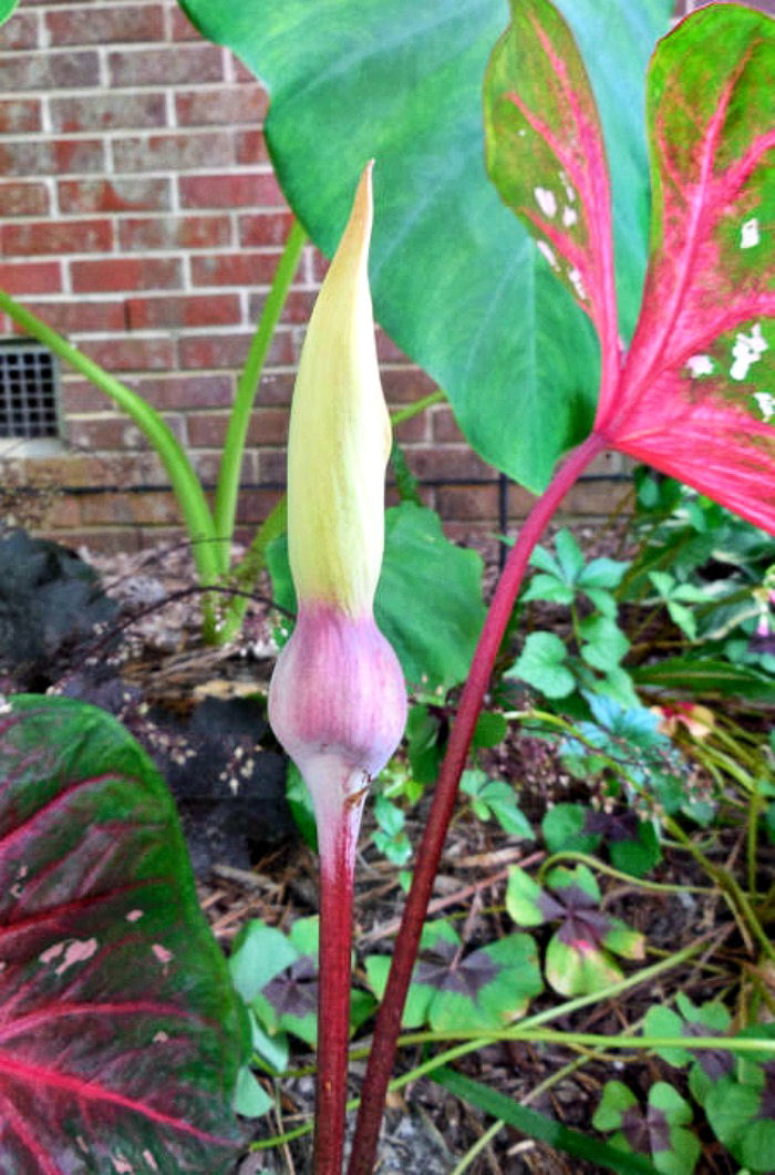 beginning of a caladium flower