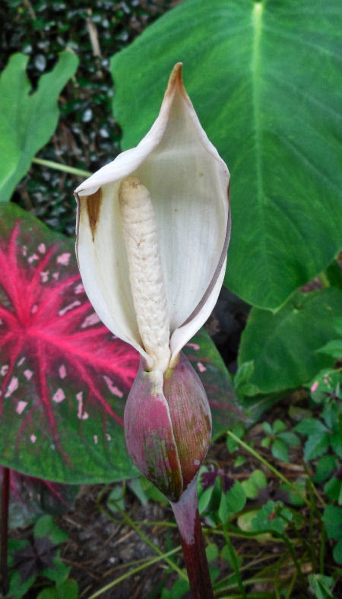 Caladium flower opened up