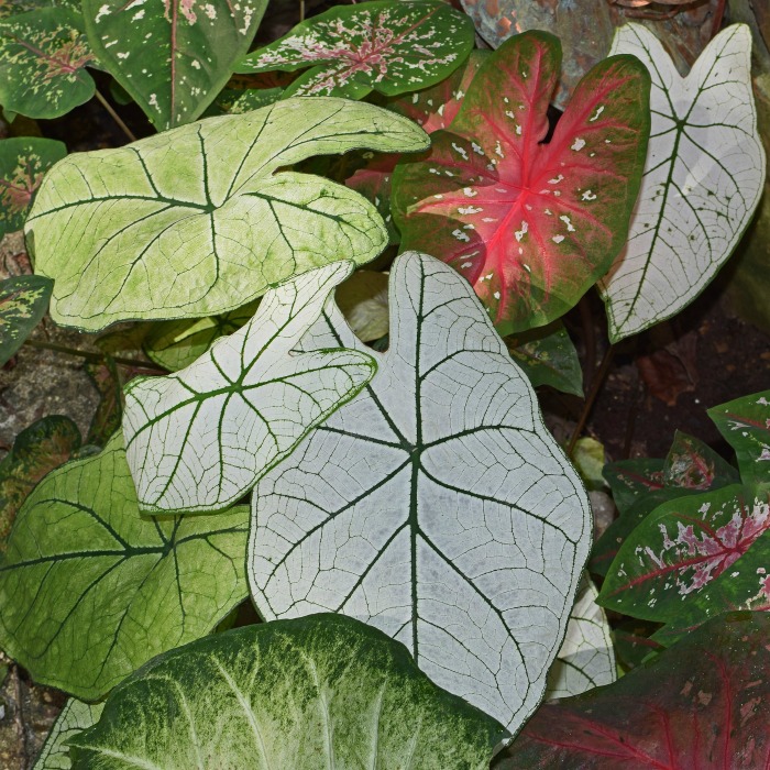 Care of Caladium plants – Varieties – Overwintering – Flowers – and More