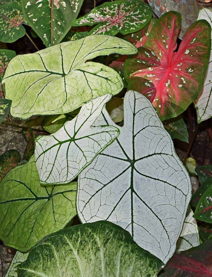 many varieties of caladium foliage Pictures of caladiums - exotic tropical foliage
