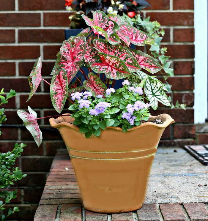 caladiums in a clay pot Caladiums in a terra cotta pot