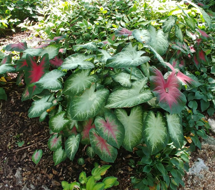 colorful caladium varieties at the Springfield Botanical Garden in Missouri Caladium plants at the Springfield Botanical Garden in Missouri