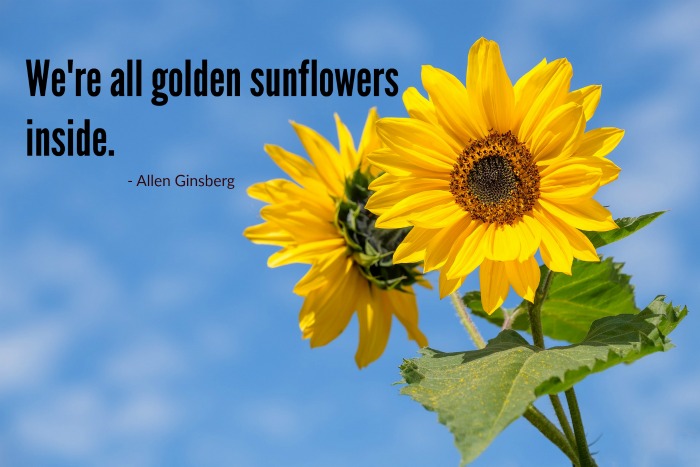 Golden sunflowers graphic by Allen Ginsberg.
