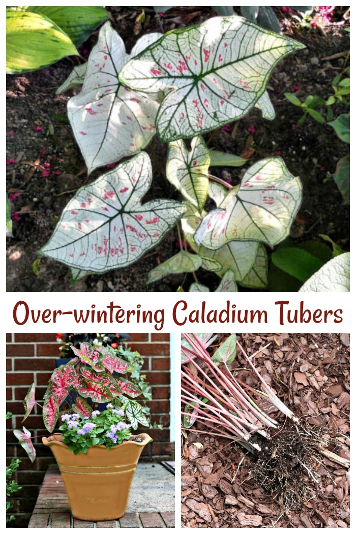 caladiums in the ground, in pots and caladium tubers Overwintering caladium tubers