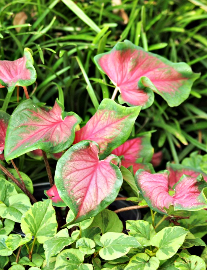 Green and red caladiums