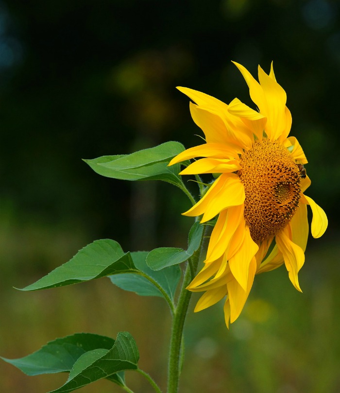 Sunflower facing sideways