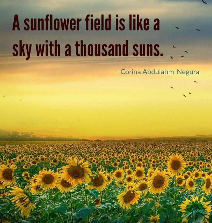 Sunflower field quote by Corina Abdulahm-Negura.