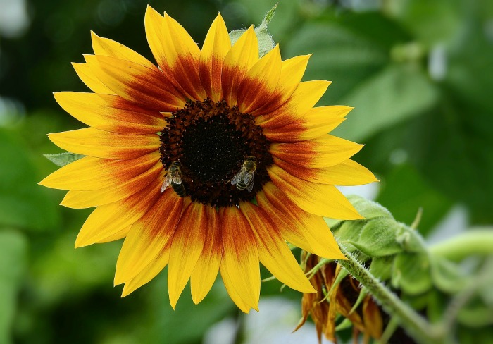 Sunflower head with bees