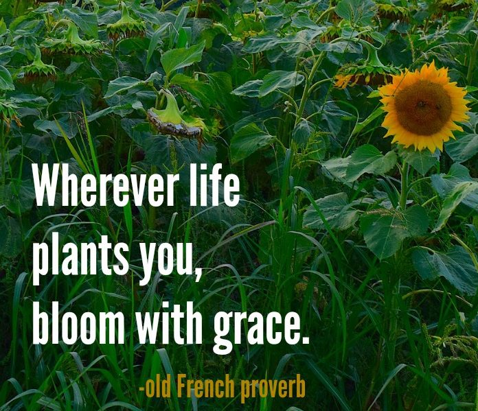 Wherever life plants you quote from an old French proverb.