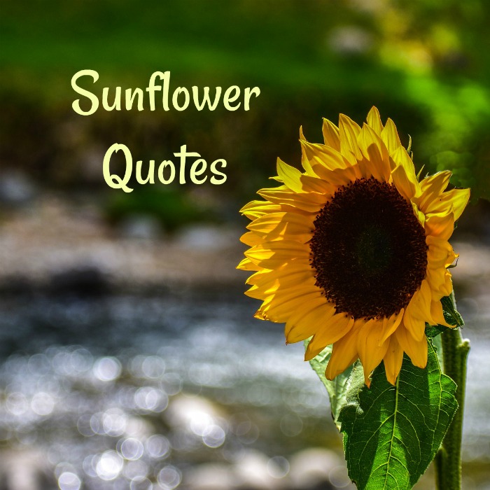 Sunflower Quotes – 20  Best Sunflower Sayings with Images