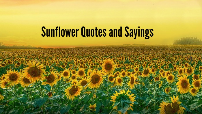 Field of sunflowers with words reading sunflower Quotes and sayings.