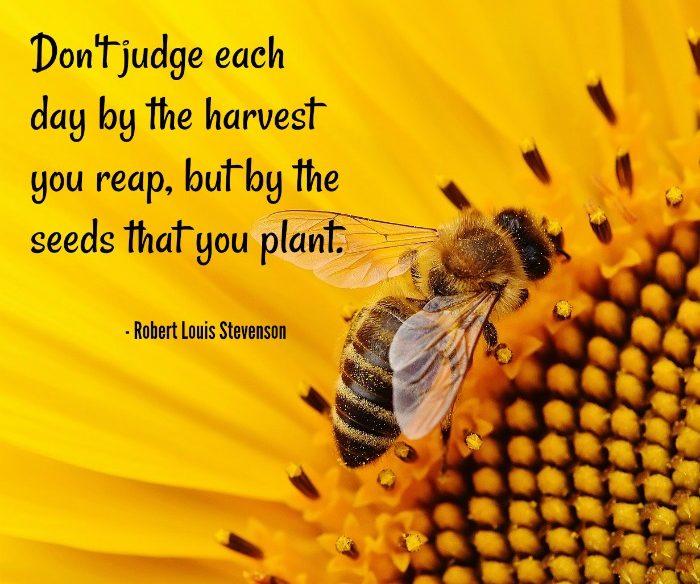 Robert Louis Stevenson Quote on a sunflower with a bee