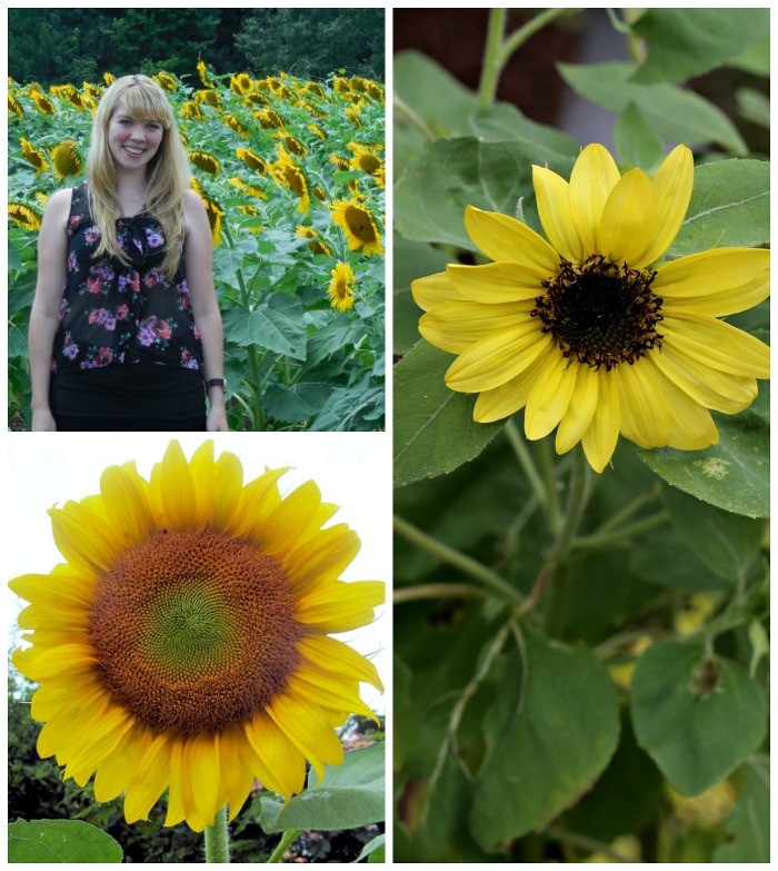 Pretty girl in a field of sunflowers and a sunflower collage.