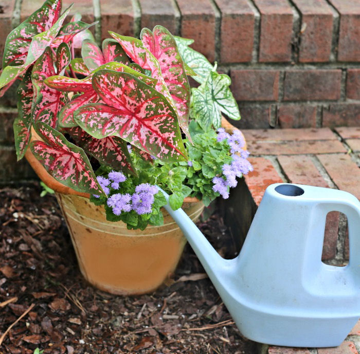 Watering can and caladium plants Care of Caladium plants - watering is important