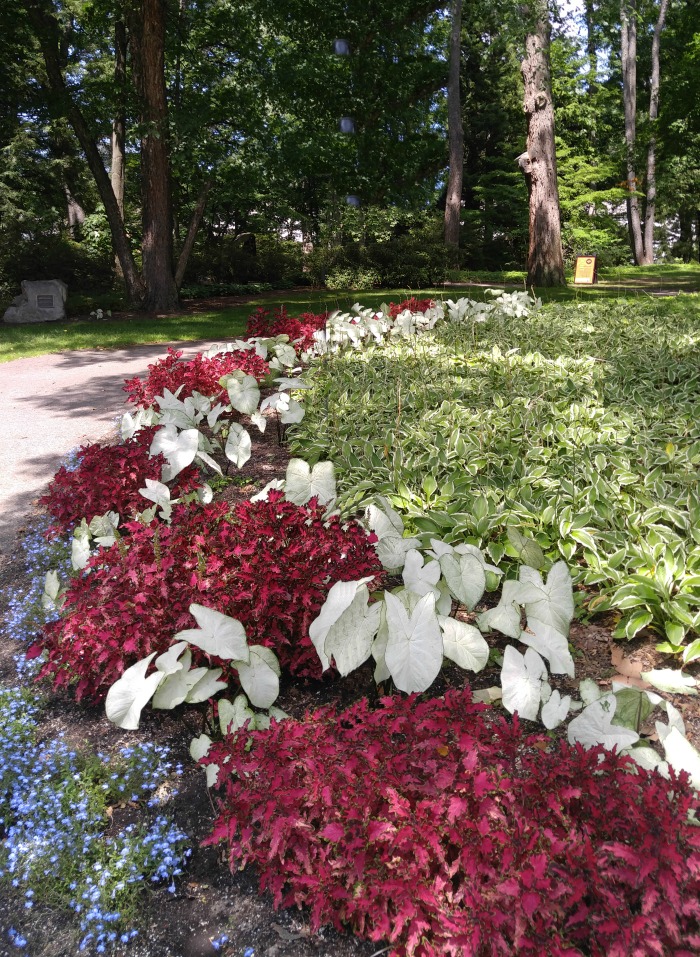 caladiums and coleus as mass plantings Care of Caladium plants - Grow them as a border edging