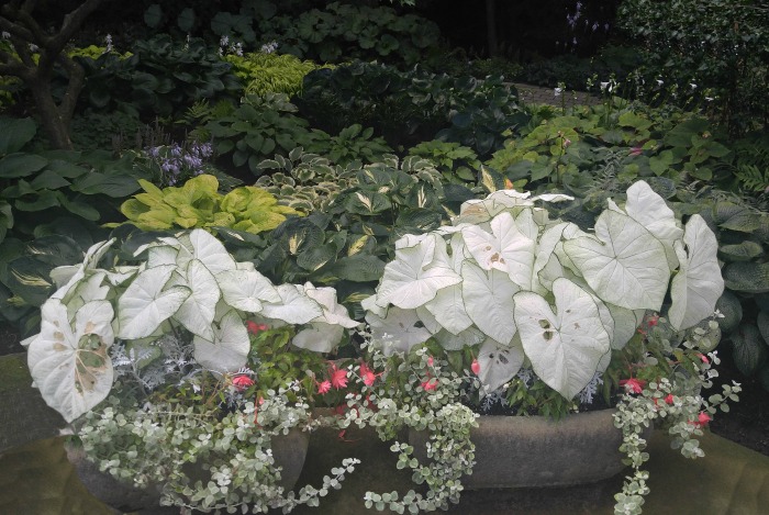 white caladiums in a planter White caladiums in a planter