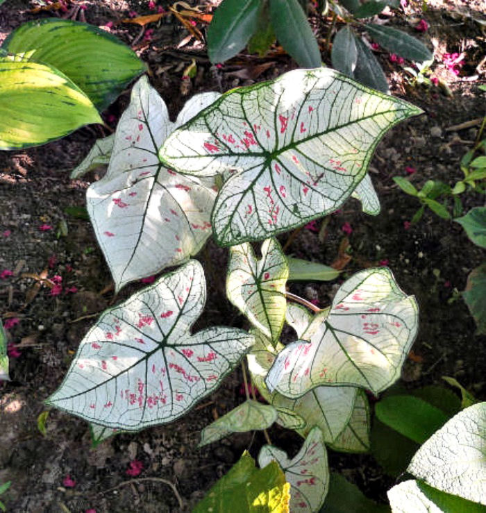 white caladiums growing in the shade Care of Caladium plants - They like to grow in the shade