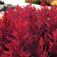 Park Seed Dragon's Breath Celosia Seeds - Celosia Flower Seeds - Pack of 10 Seed