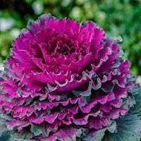 Edible Cabbage Decorativ Ornamental Fringed Seeds Flowering Kale Beatiful Vegetable for Planting Giant Non GMO 50 Seeds