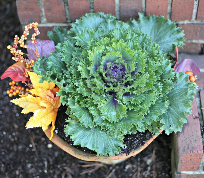 flowering kale with fall decor items Huge flowering kale with fall decor