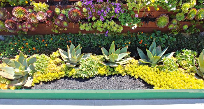 Succulent garden