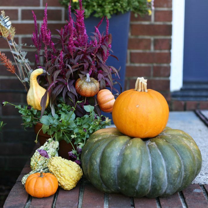 heirloom pumpkins gourds and celosia plant