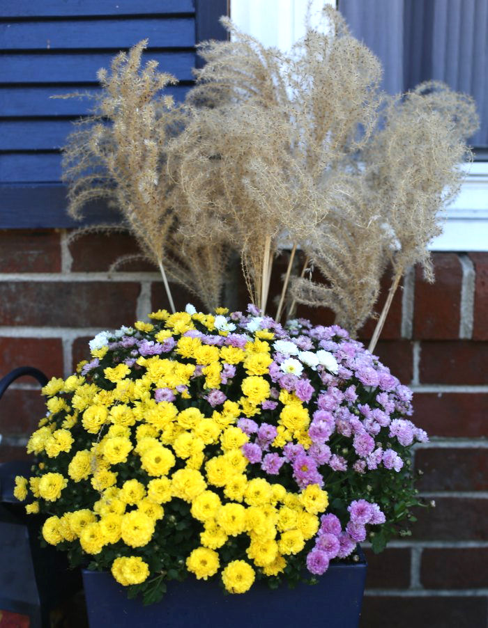 tricolor mums and Japanese silver grass sprigs tricolor mums with Japanese silver grass flowers