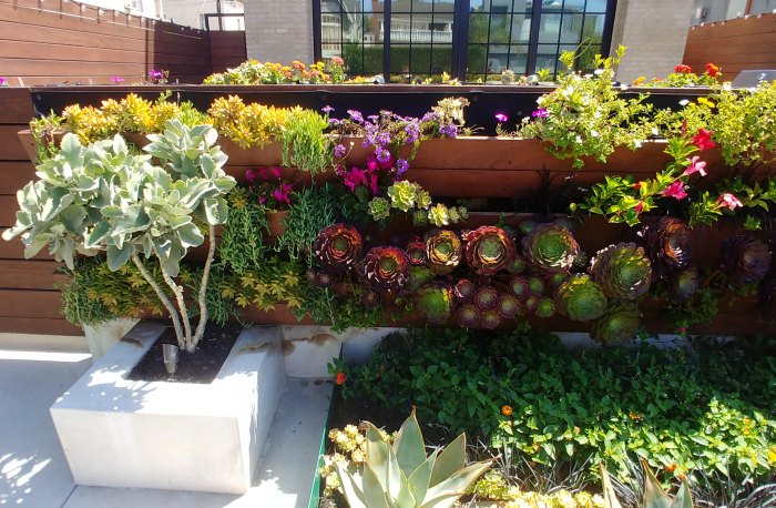 Succulent wall on Venice Beach canals