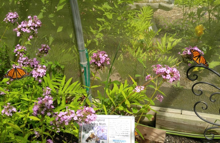 Butterfly house in Beech Creek Botanical Garden