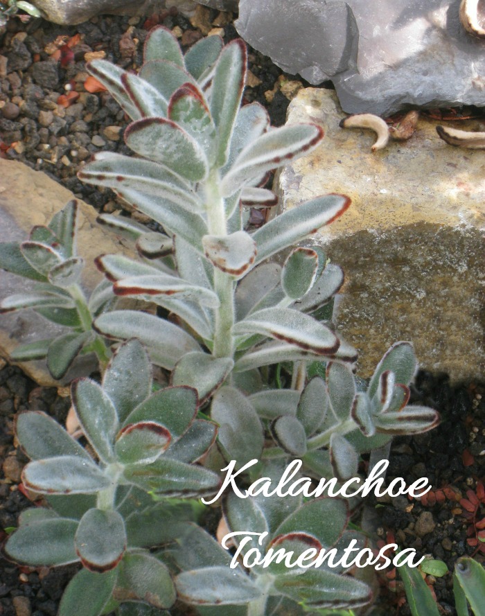 Suft and fuzzy succulent called Panda Plant