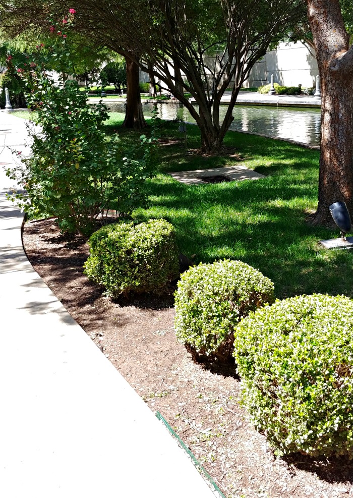 Bushes on the Oklahoma City rriverwalk