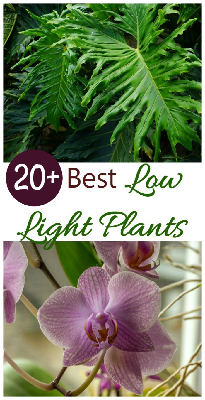 20+ best low light indoor plants