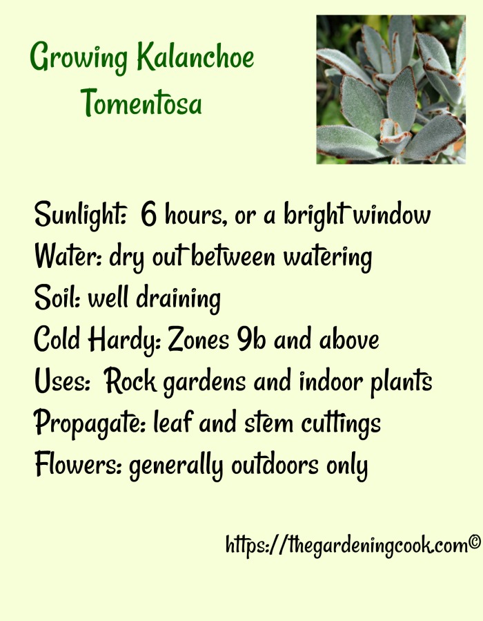 How to Grow Kalanchoe Tomentosa - Panda Plant Succulent 