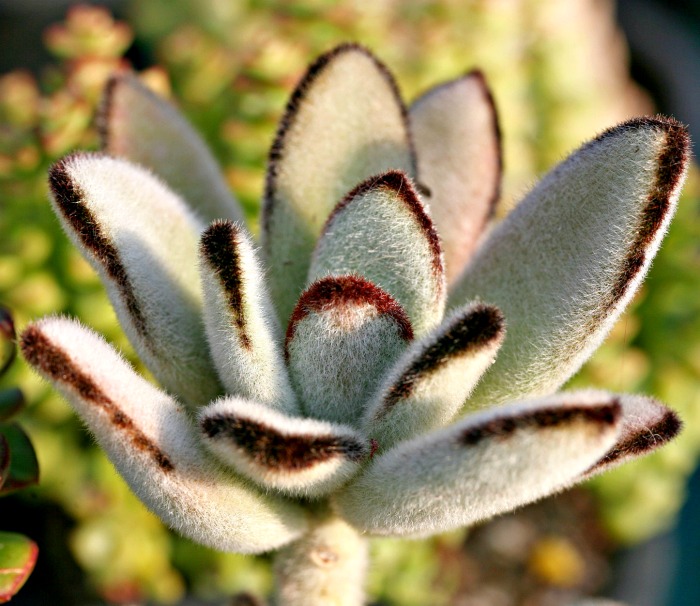 Kalanchoe tomentosa cutting