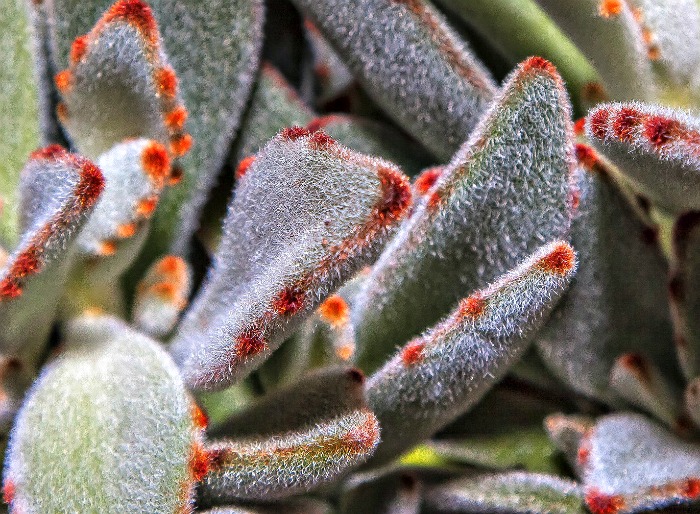 soft fuzzy leaves of panda plant