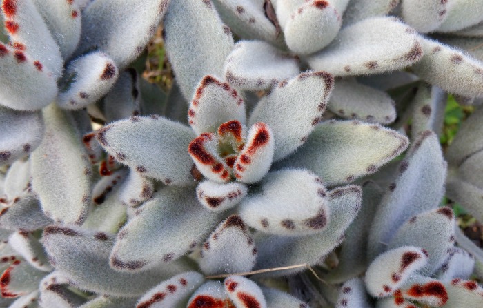 Kalanchoe tomentosa - also known as panda plant and chocolate soldier