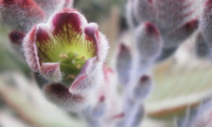  flowers of a panda plant