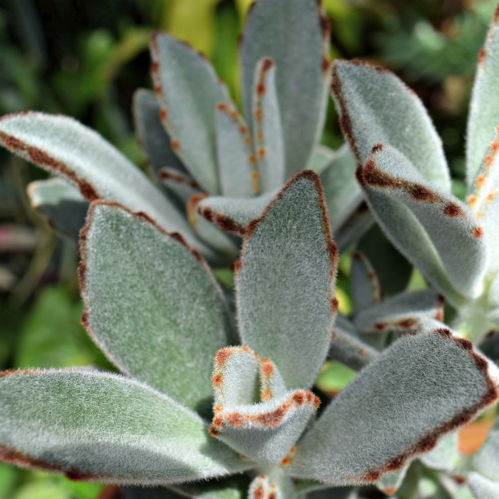 Kalanchoe Tomentosa – Care of Panda Plant Pussy Ears Donkey Ears
