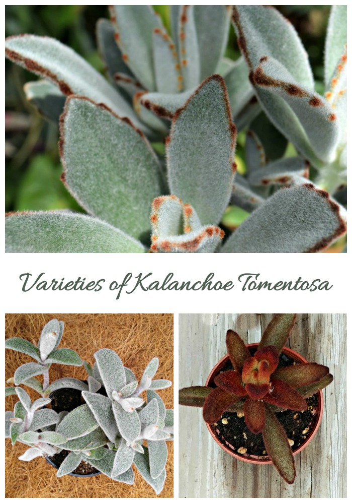 Varieties of kalanchoe tomentosa