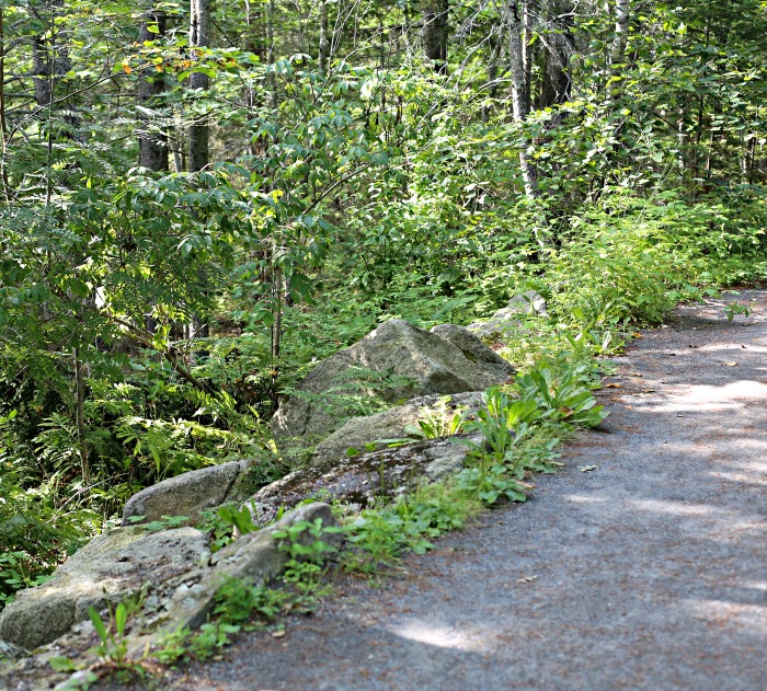 Lush nature trail at Boothbay Botanical Gardens