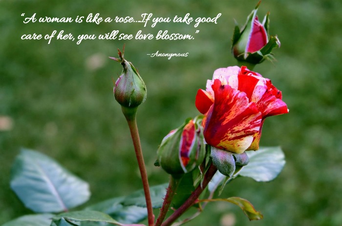 Red and yellow rose blossom and buds with the saying “A woman is like a rose…If you take good care of her, you will see love blossom.” – Anonymous