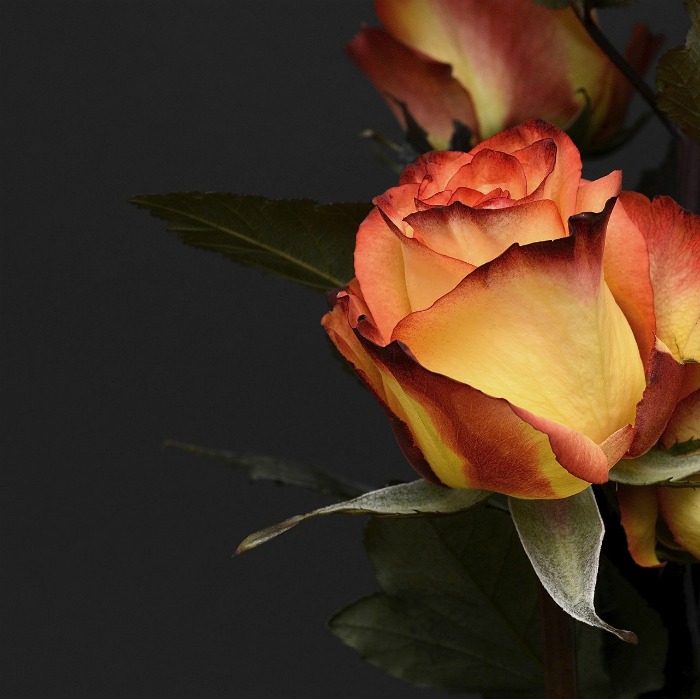 Romantic Rose Quotes – 35 Best Rose Love Quotes with Images of Roses